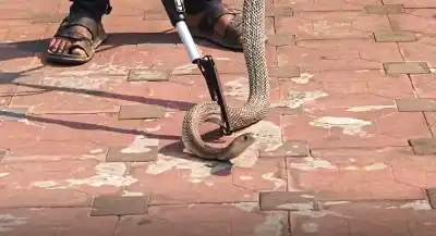 Panic ensued at the Malkangiri District Headquarters Hospital on Wednesday morning when a large cobra was spotted inside the Ganesh temple located within the hospital premises.
