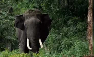 The recurring incidents of elephant attacks in the region have triggered anger among locals, who have demanded effective measures to prevent such tragedies.