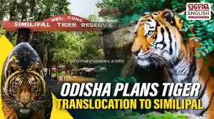 Similipal has witnessed an increase in its melanistic tiger population over the years, with inbreeding considered a key concern. To improve genetic diversity, the Forest Department is now looking to introduce unrelated animals from other tiger populations.