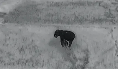 Elephant calf rescued in Odisha