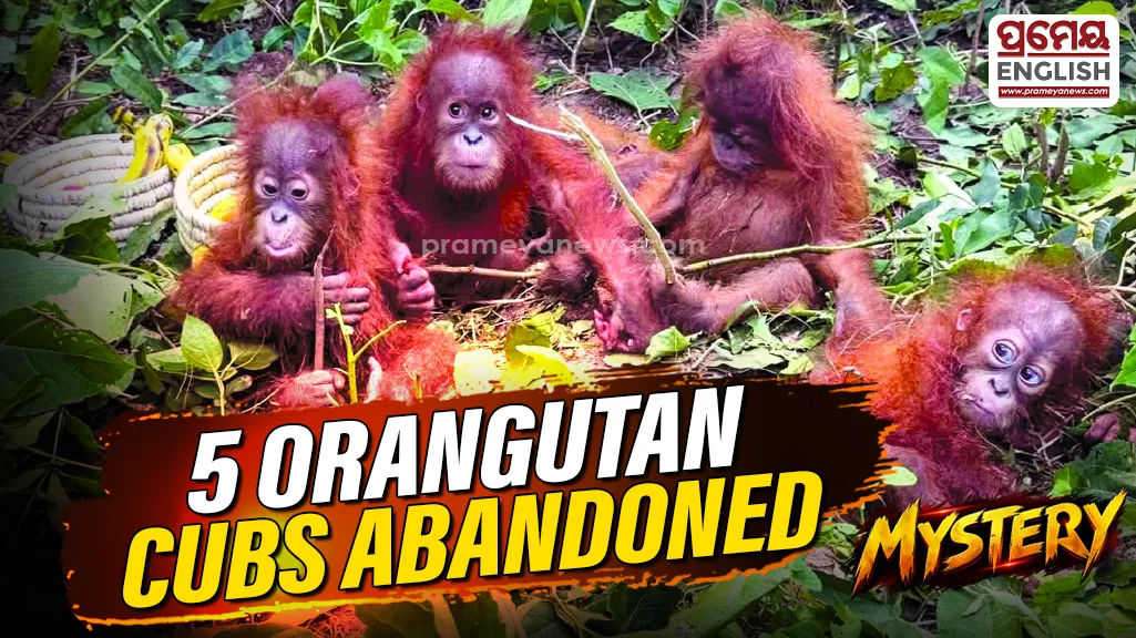 5 Orangutan Cubs Abandoned in Balasore Forest: Why Were They Left There? STF Probe Into Suspected Wildlife Smuggling