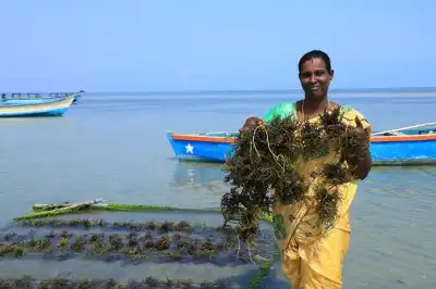 Seaweed farming is emerging as a promising new livelihood option for women fishers in Puducherry’s Karaikal region, where marine red algae is being cultivated and processed into organic fertiliser.
