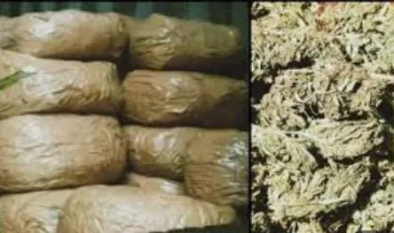 127 Kg ganja, country-made guns seized in Odisha's Kandhamal; Two arrested