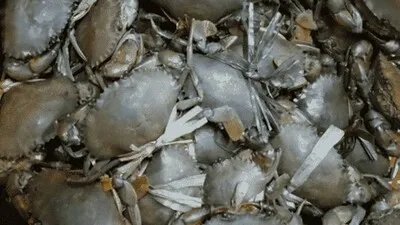 Crab hatchery to come up in Paradip with Rs 2.81 cr investment