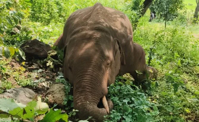 Tusker found dead in Odisha’s Deogarh

