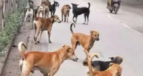 Bhubaneswar to conduct street dog census from Sep 17