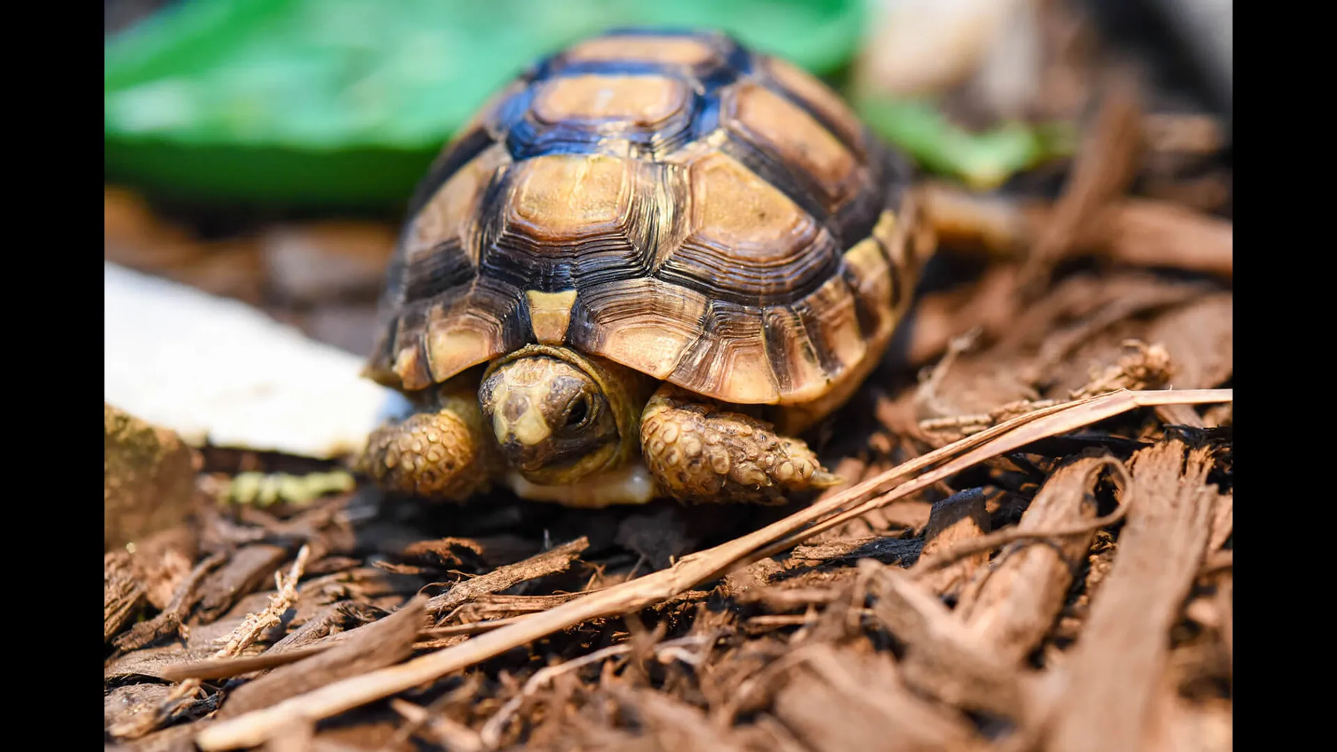 Odisha: Two held with 17 live tortoises at Balasore railway station