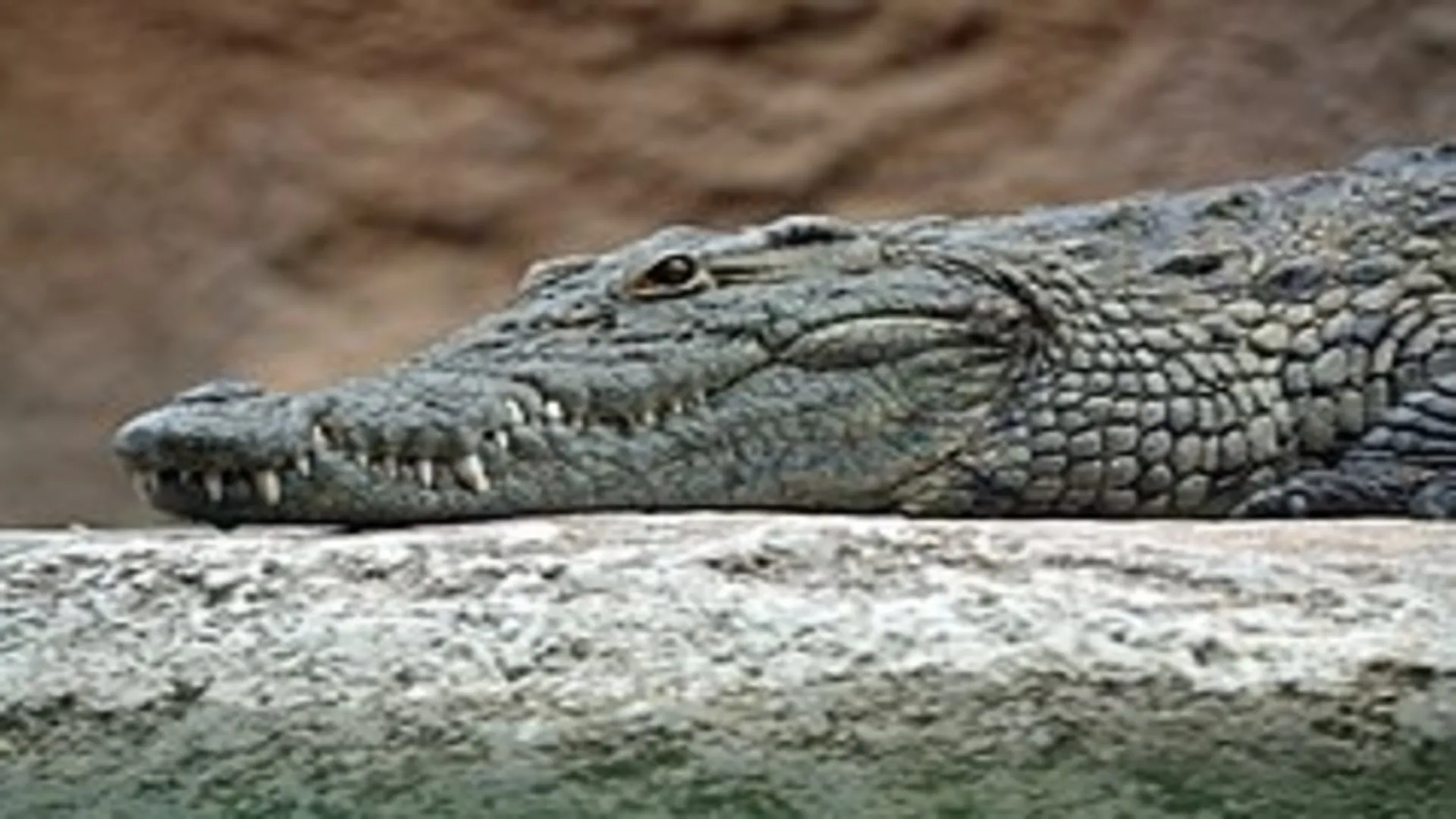 Odisha: Body of woman dragged into river by crocodile in Bhitarkanika recovered