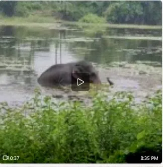 Watch: Wildered jumbo takes sitz bath in village pond at Angul