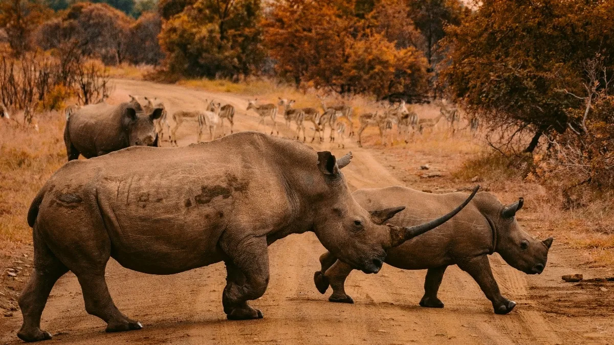 World Rhino Day marked amidst absence of Rhinos in Nandankanan

