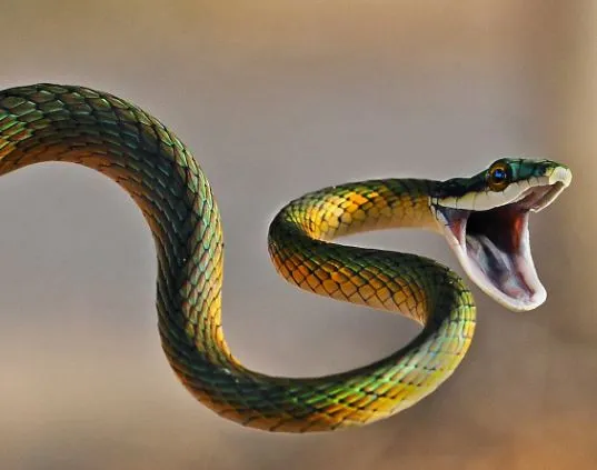 Odisha: Mother-son duo dies of snakebite in Sundargarh