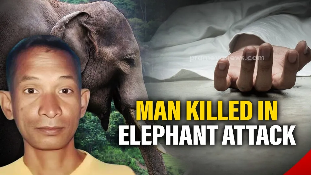 Odisha: 55-yr-old man killed in elephant attack in Angul