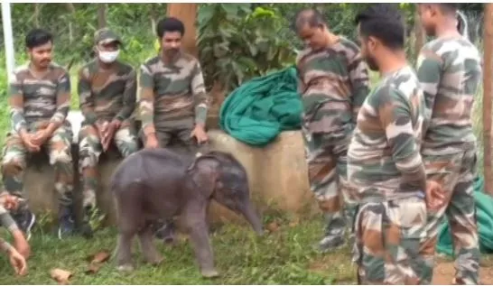Elephant calf estranged by mother in Boudh shifted to Kapilash Elephant Rescue Center