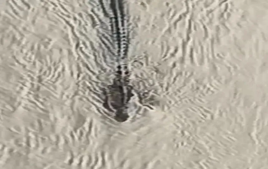 Crocodile drags woman in Jajpur, goes missing

