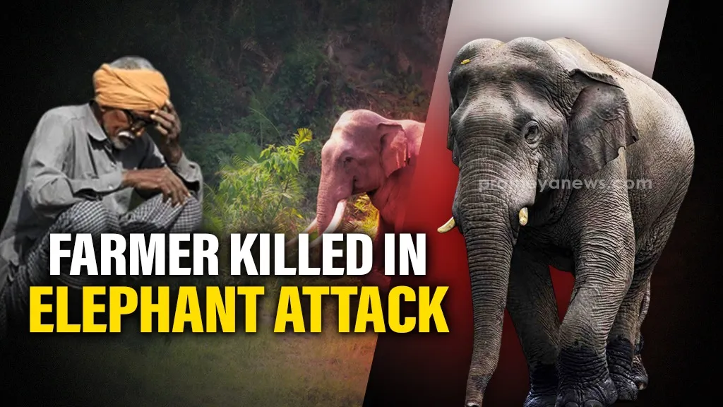 Odisha: Farmer trampled to death by elephant in Sundargarh