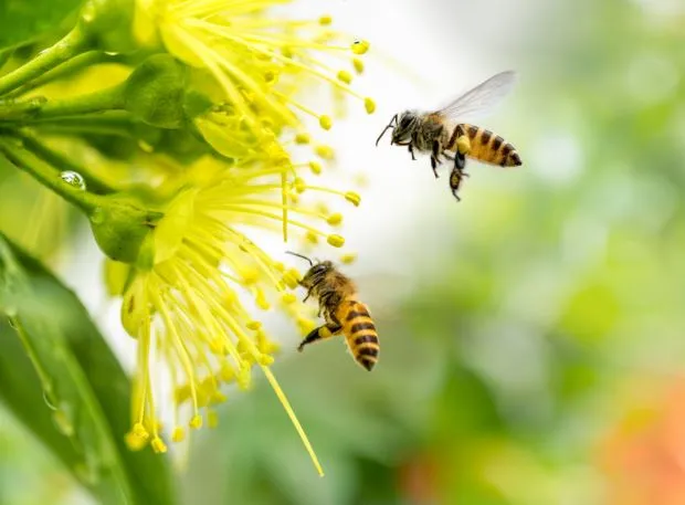 Odisha: One killed, another critical in bee attack in Keonjhar