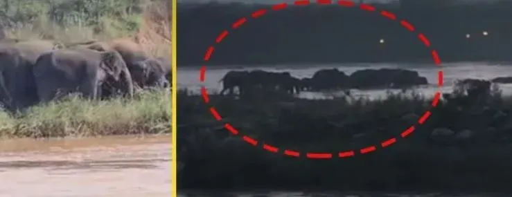 30 elephants stranded on island in Baitarani River