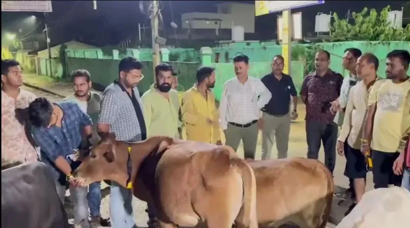 Balangir police launch new initiative to prevent road accidents involving stray cows