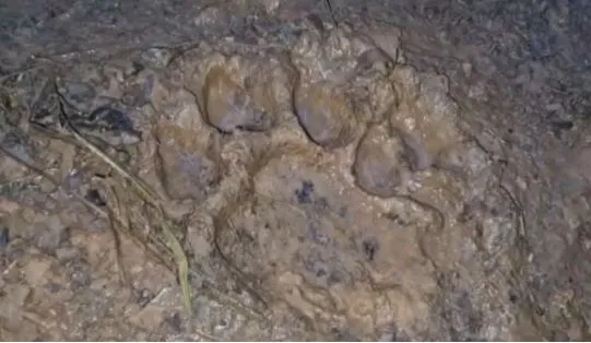Tiger wreaks panic in Dhenkanal village as the big cat preys on bull

