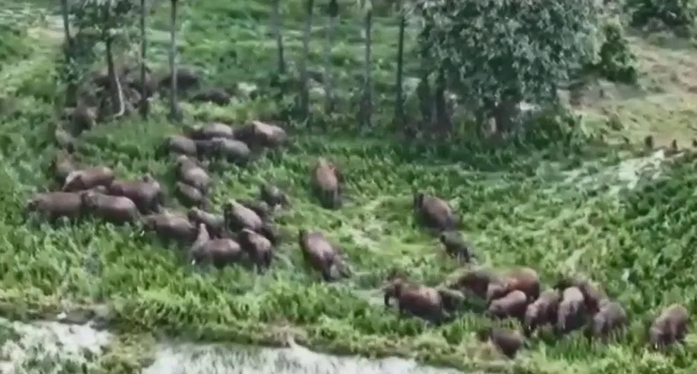 Herd of elephants wreaks havoc in Angul villages: Farmers in distress

