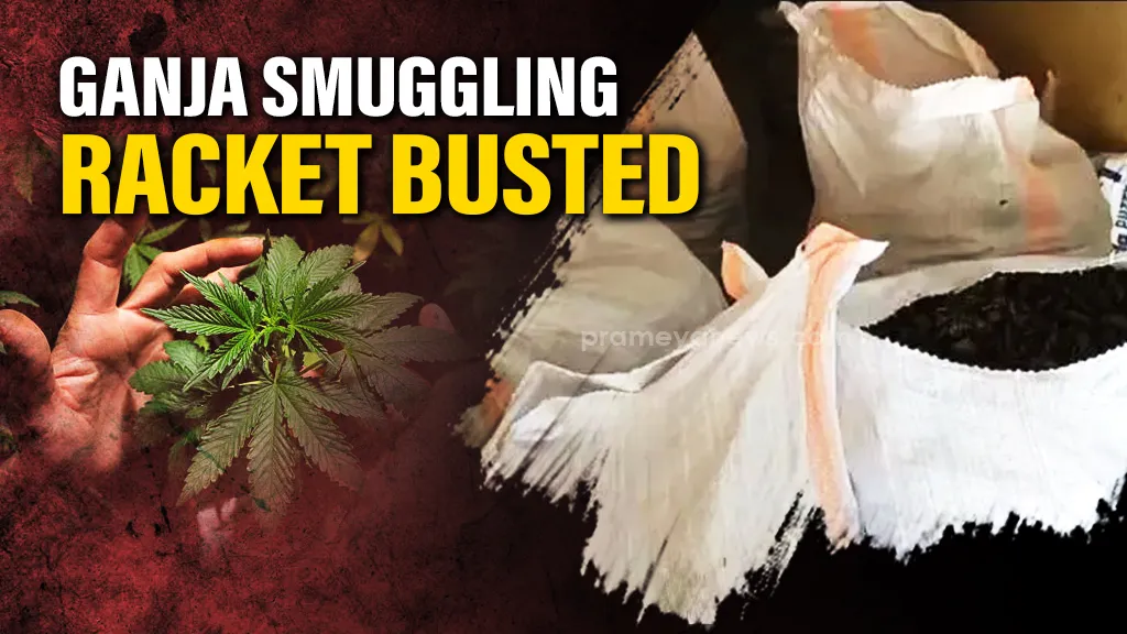 Ganja smuggling racket busted in Gajapati, Rs45 Lakh worth of contraband seized