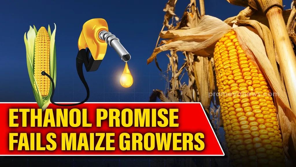 Indian Maize Cultivators Confront Crisis as Prices Plummet Below Support Levels