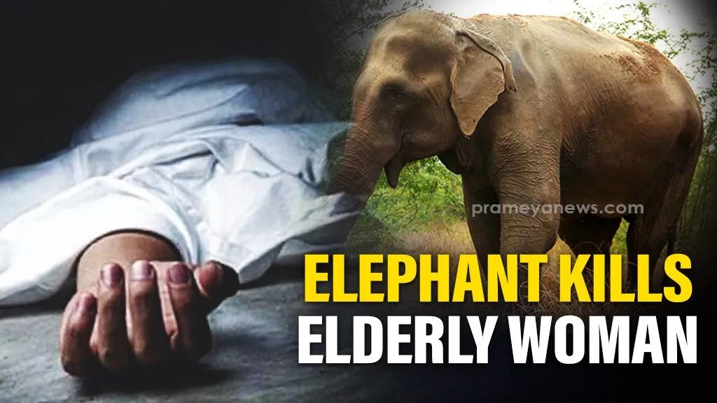 Elderly woman killed in elephant attack in Odisha’s Dhenkanal