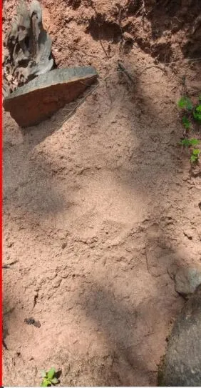 Tiger Sighting in Keonjhar Sparks Panic | Forest on Alert