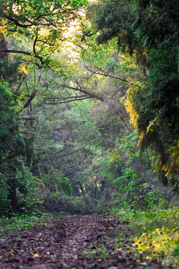 Forest