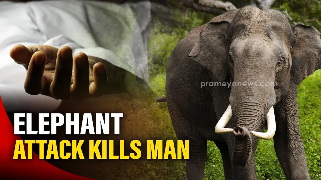 Man trampled to death by elephants in Odisha’s Ganjam