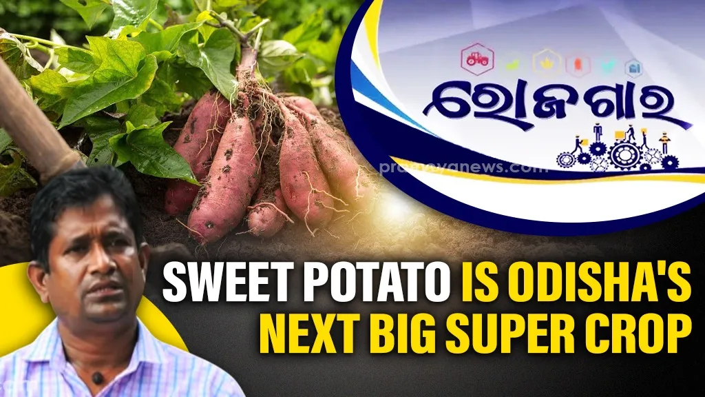 The Surprising Health and Wealth Benefits of Sweet Potatoes