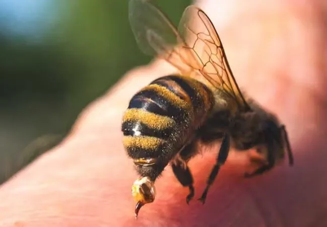 bjps-50-plus-gambit-in-kashmir-is-an-international-challenge-for-the-party