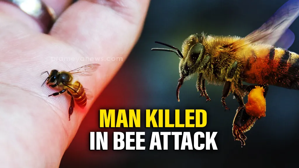 Odisha: 50-yr-old man killed, two others injured in bee attack in Keonjhar
