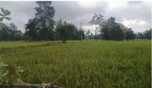 starc-eyeing-ipl-return-in-2024-after-8year-hiatus