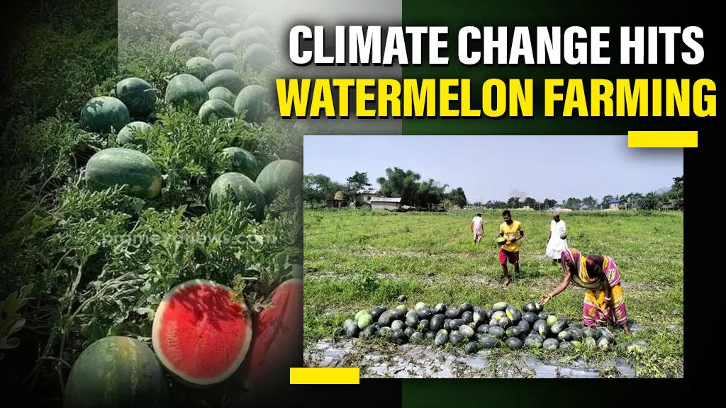 Climate change takes toll on Watermelon Farming in Keonjhar’s Telkoi
