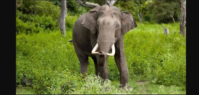 dengue-tally-crosses-3000mark-in-odisha-bhubaneswar-hotspot