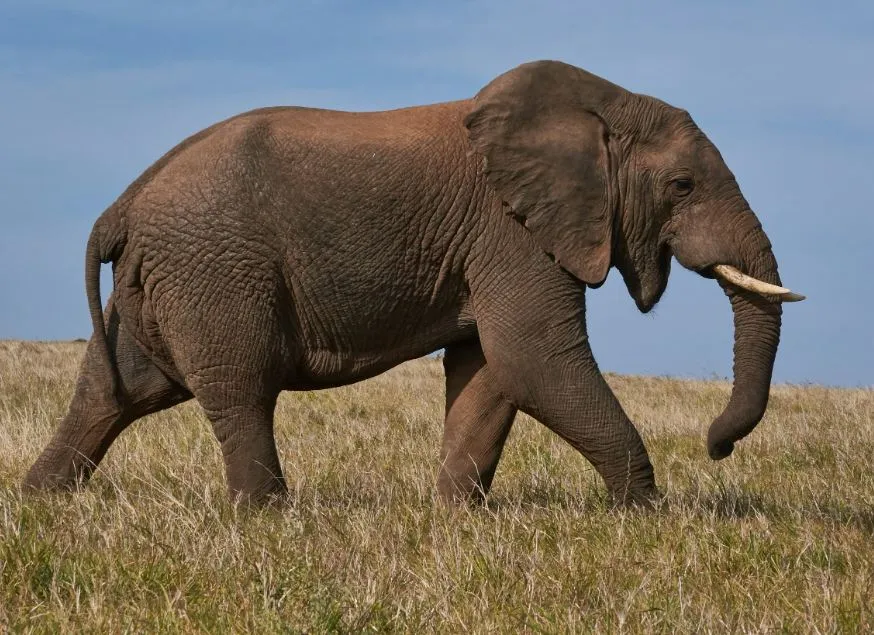 Odisha: Tusker dies after being hit by Shalimar Express train