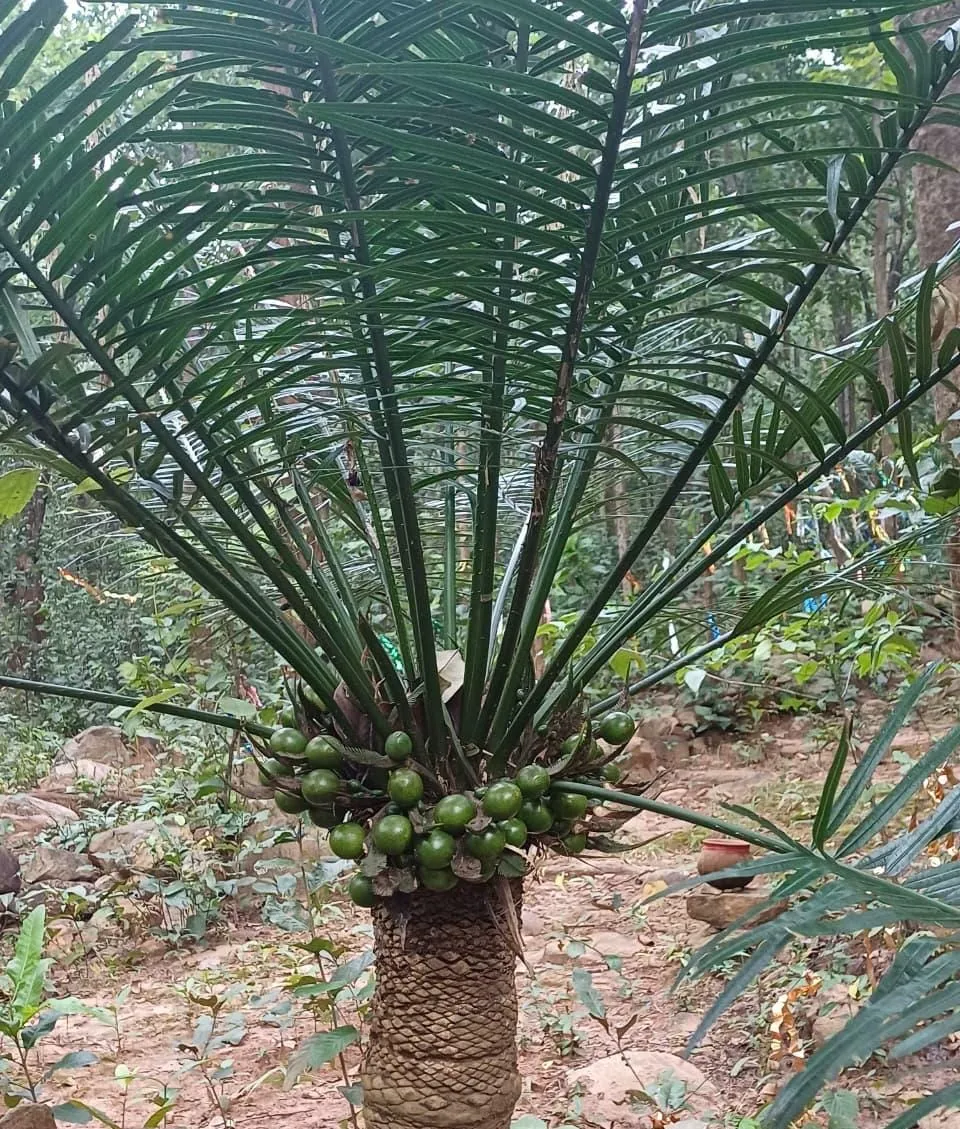 flight-service-between-utkela-and-bhubaneswar-starts