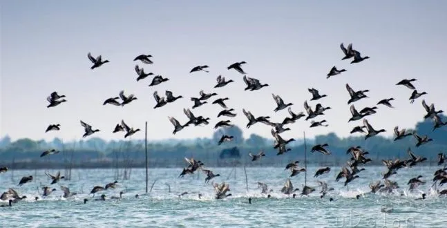 maoists-kill-two-tribals-on-malkangiri-vishakhapatnam-border