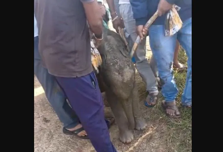Baby elephant rescued after being abandoned by mother in Angul