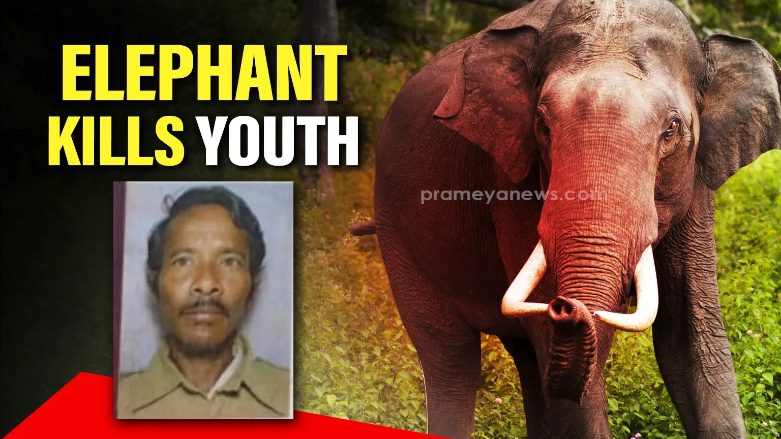Youth killed in elephant attack in Odisha’s Mayurbhanj