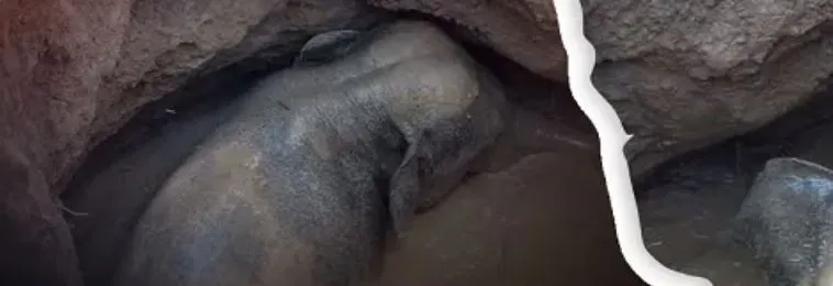 Elephant falls into well in Latasahada; Rescue operation underway