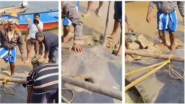 bhool-bhulaiyaa-2-in-theatres-on-november-19