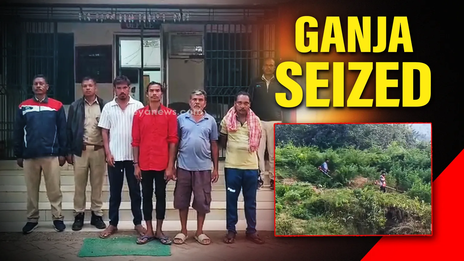 Raikia Police have successfully arrested four individuals in connection with the illegal cultivation of ganja in various locations of Sugadimah Panchayat. 