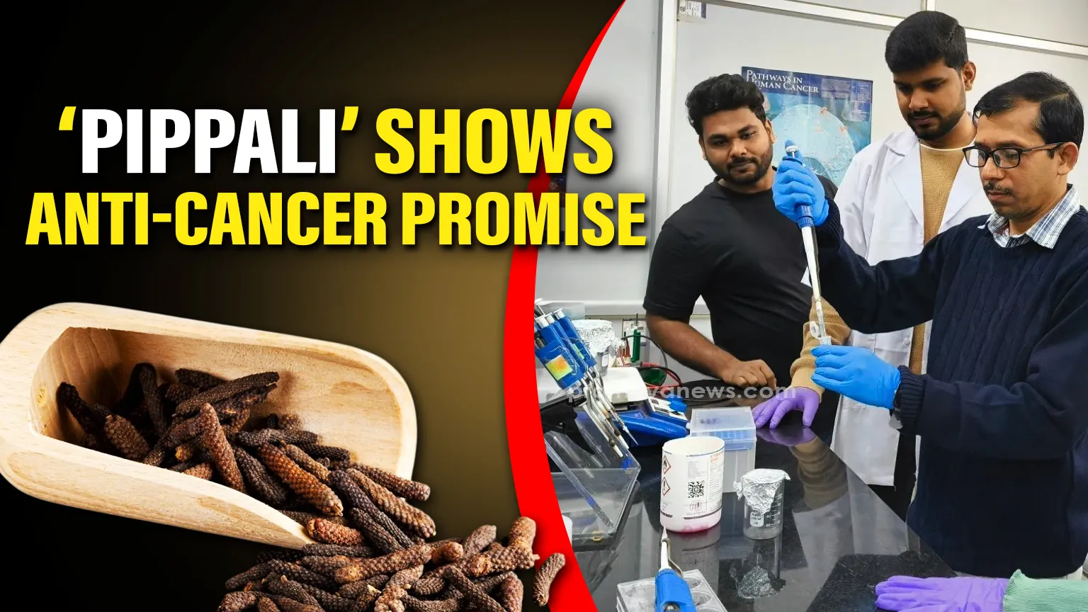 New NIT Rourkela Colon Cancer Research Finds Cure in 'Pippali' Kitchen Spice Without Side Effects