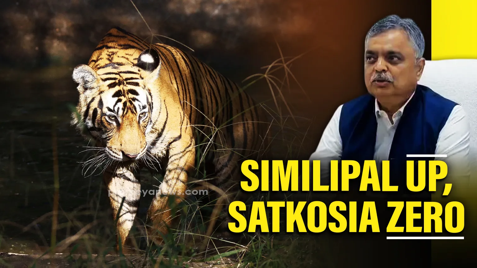 Similipal’s tiger population climbs to 32; Satakosia records Zero