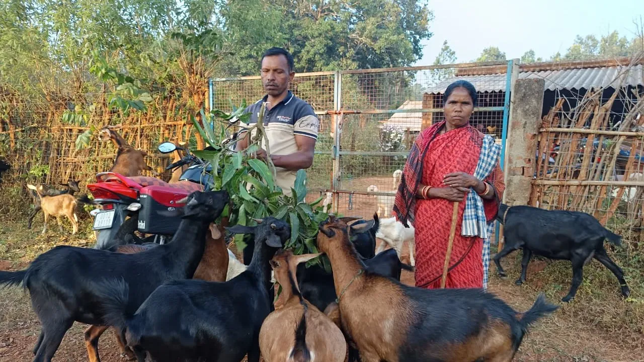 Jitendra Kanhara Finds Financial Freedom Through Sustainable Goat Farming