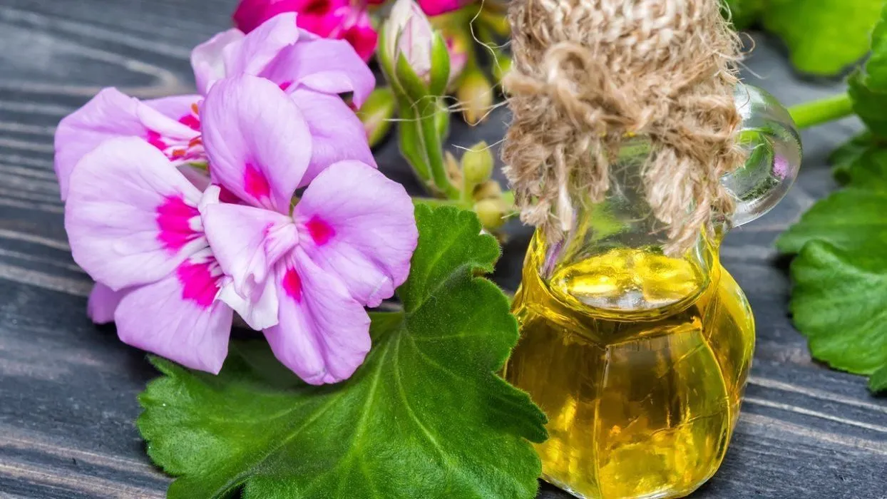 Breakthrough: UoH Scientists Convert Waste Geranium Leaves Biochar to Restore Soil Fertility