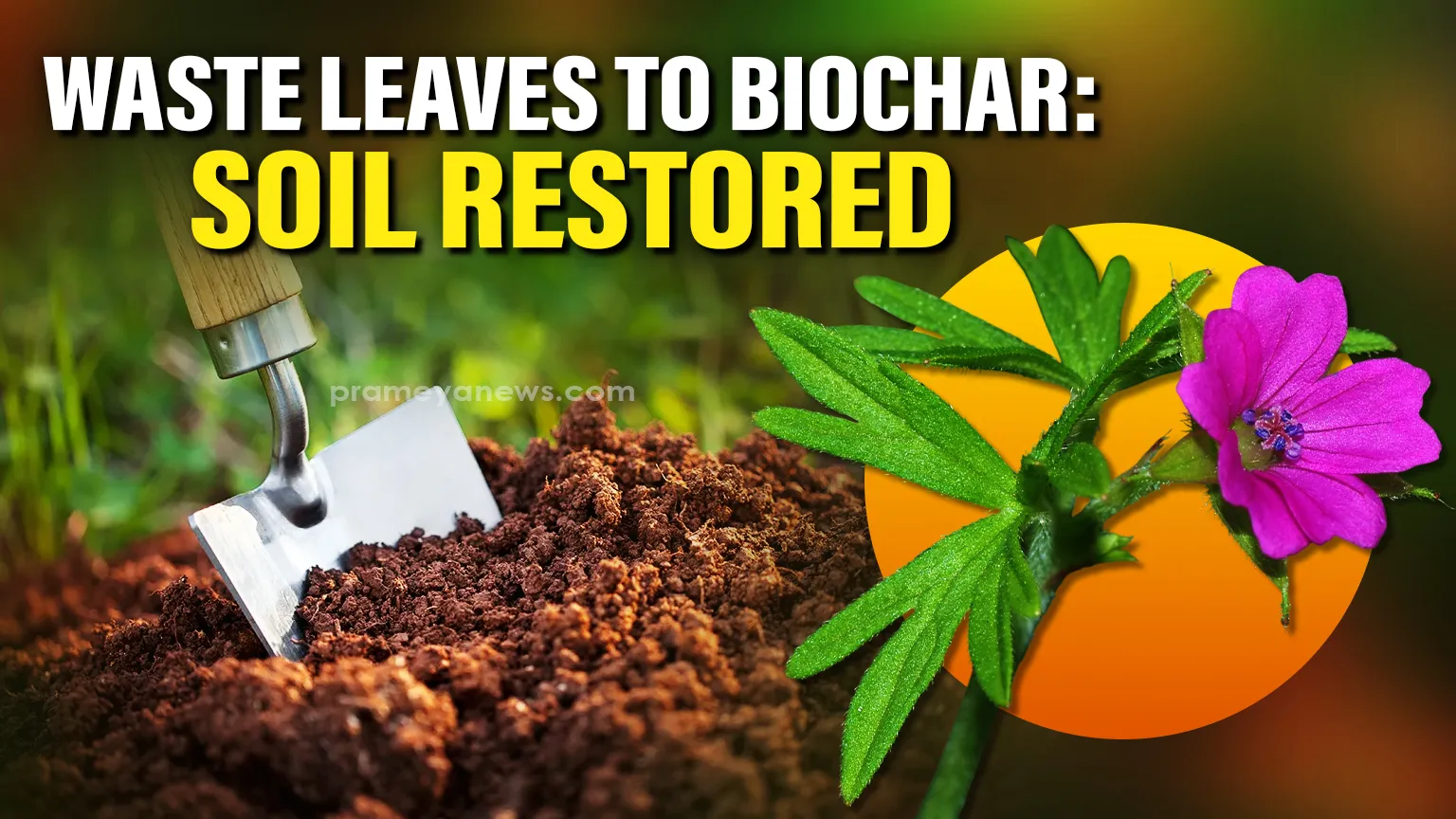 Breakthrough: UoH Scientists Convert Waste Geranium Leaves Biochar to Restore Soil Fertility