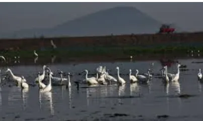 bhubaneswar-durga-puja-2023-thailand-buddha-temple-pandal-at-baramunda